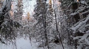 Охота на Медведя с Лайками. Лицензию закрыли удачно, Трофей добыт 2021г.