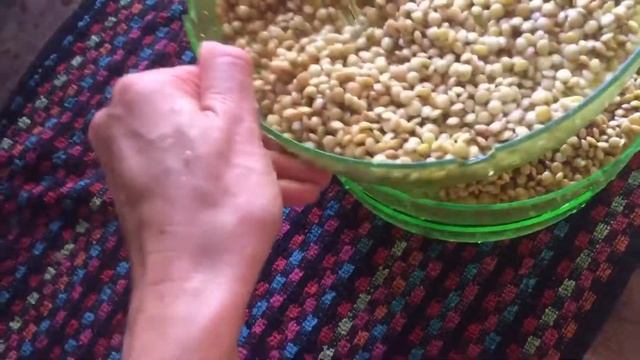 Проростки чечевицы в домашних условиях. Сыроедение смотреть онлайн