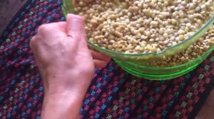 Проростки чечевицы в домашних условиях. Сыроедение