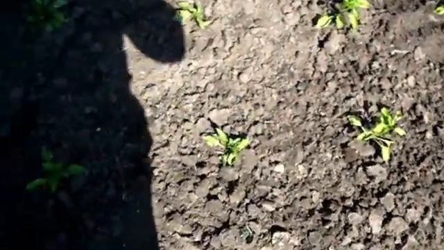 Рыхление почвы ВОКРУГ ПЕРЦЕВ смотреть онлайн