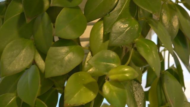 My House Plant Collection! 2018 смотреть онлайн