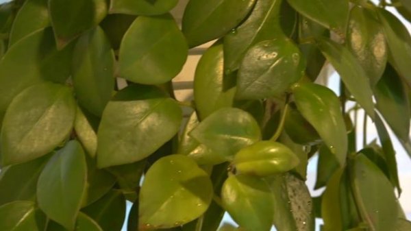 My House Plant Collection! 2018