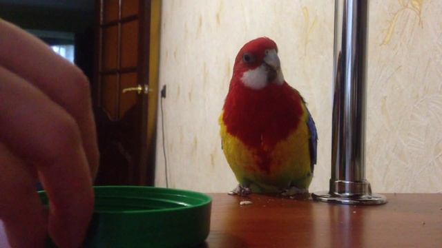 Мир Разнообразия