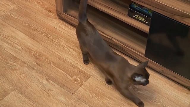 Бурманские кошки: всё о породе, характере и уходе смотреть онлайн