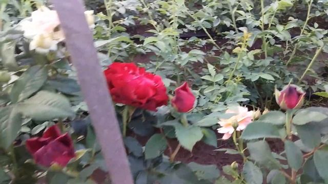Омаж а Барбара роза смотреть онлайн