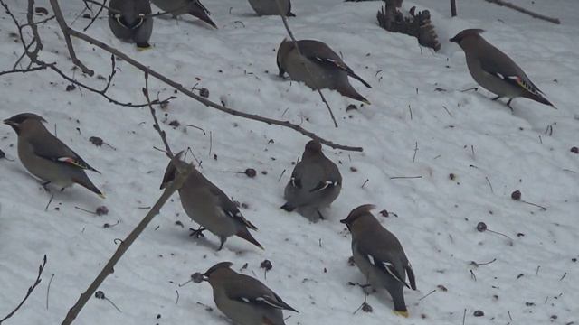 Свирестели. смотреть онлайн