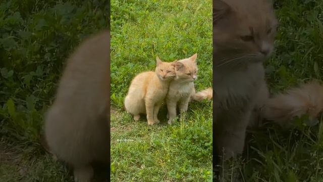 Кошачья милота #shorts смотреть онлайн