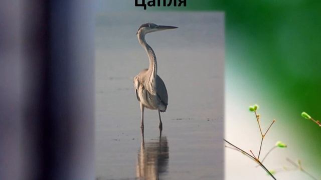 Перелётные птицы обучающее видео