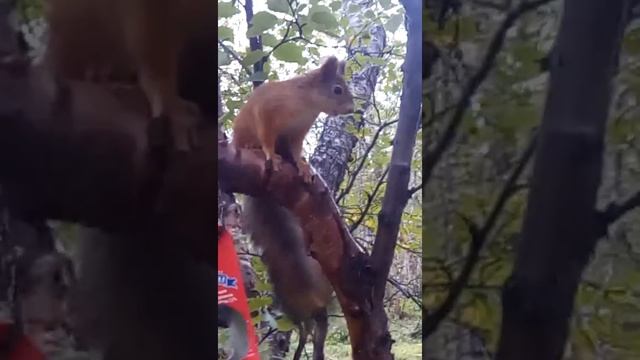 Белка кушает семечки с кормушки и лазит по дереву смотреть онлайн
