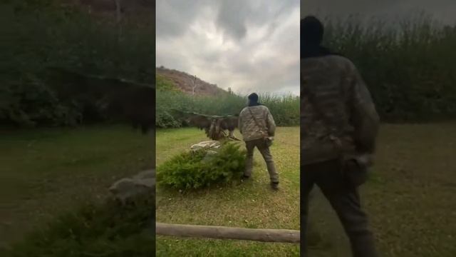 Птица проглотила кость смотреть онлайн