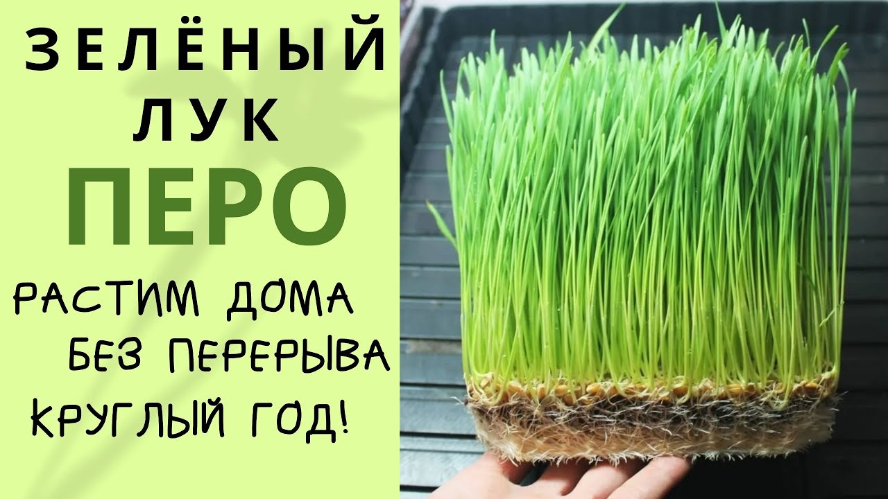 Как выращивать ЛУК НА ЗЕЛЕНЬ ПЕРО дома - зелёный лук круглый год! смотреть онлайн