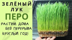 Как выращивать ЛУК НА ЗЕЛЕНЬ ПЕРО дома - зелёный лук круглый год!