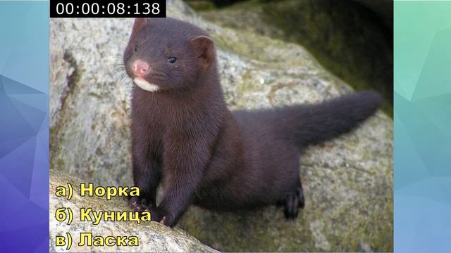 Игра «Животный мир России» смотреть онлайн