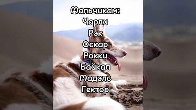 Бордер колли, по запросу Насти(Цезаря) какую породу дальше?) смотреть онлайн