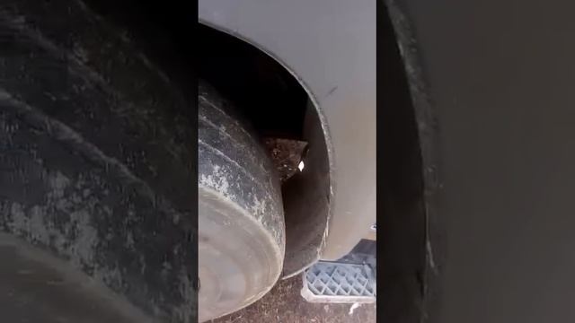 Обзор маз 544018 c двигателем Mercedes-Benz от моего подписчика МИХАИЛА. смотреть онлайн