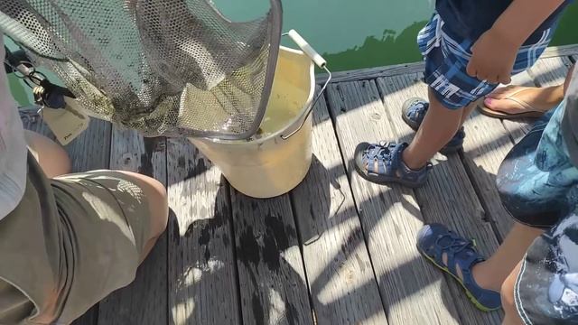 Увидели морского конька смотреть онлайн
