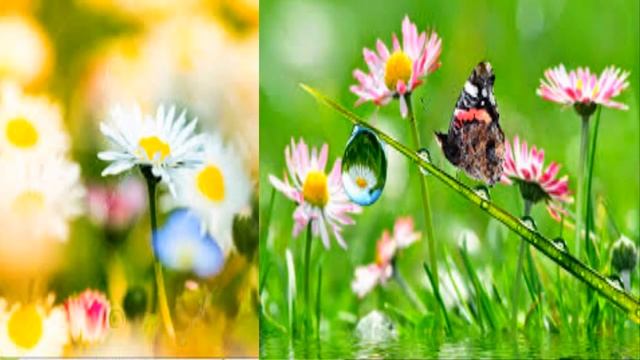 Бабушкины сказки для внучат "Притча о бабочке" смотреть онлайн