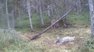 Охота на волка(регулирование численности  волков)