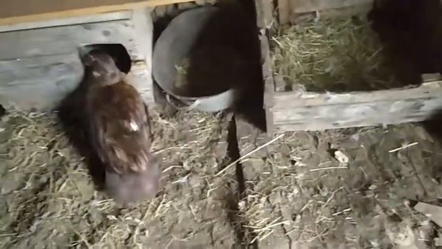 Козы, тёлочка, Мускусные утки! смотреть онлайн