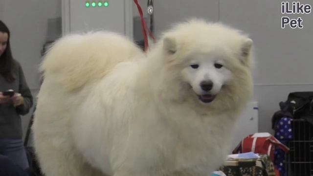 Нужно ли кастрировать собаку? смотреть онлайн