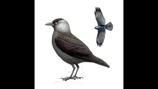 Врановые - определение по голосам смотреть онлайн