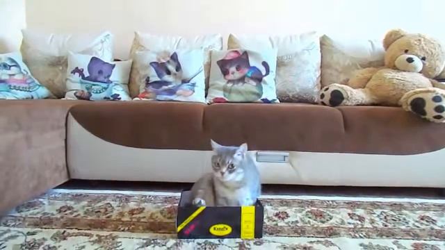 КОТОЧЕЛЛЕНДЖ Насколько сильно коты любят коробки Приколы с котами смотреть онлайн