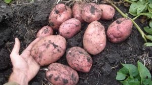 Картофель Беллароза Характеристика И Описание Сорта