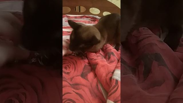 Кот и дня прожить не может без валерьянки ? Как действует валерьянка на котов Кот после валерьянки смотреть онлайн