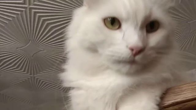 турецкая ангора. Кот Бублик смотреть онлайн