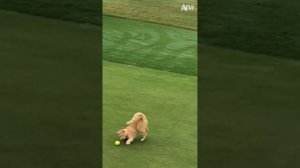 Meow in One ⛳🐈 #Cat #Golf #Fail #кошачий #гольф #провалился