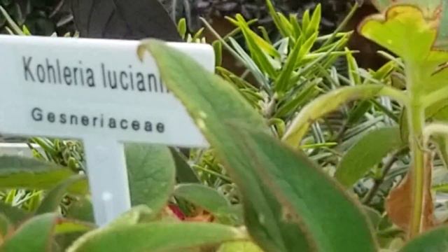 KOHLERIA LUCIANII PLANT смотреть онлайн