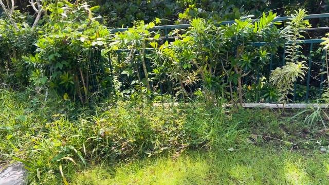 ВЫРАСТИЛ КЛУБНИКУ НА БАЛИ В ДОМАШНИХ УСЛОВИЯХ смотреть онлайн