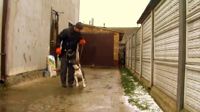 Приучение Амстаффа Крафт к наморднику смотреть онлайн