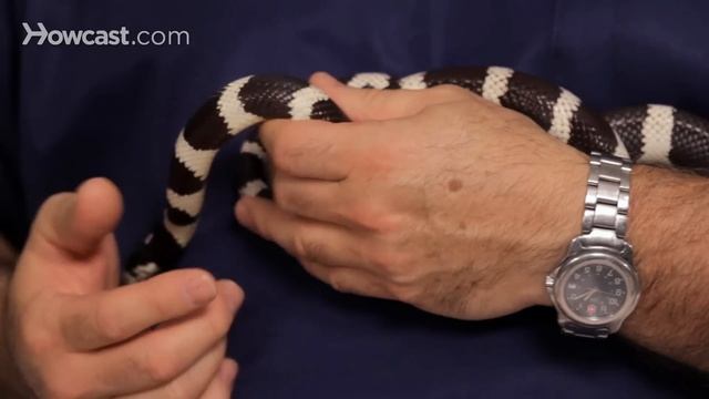 Best Pet Snake for Beginners | Pet Snakes смотреть онлайн