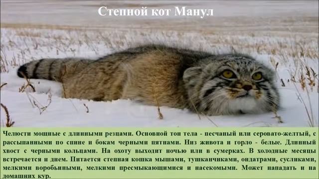 Млекопитающие Саратовской области, занесенные в Красную книгу смотреть онлайн