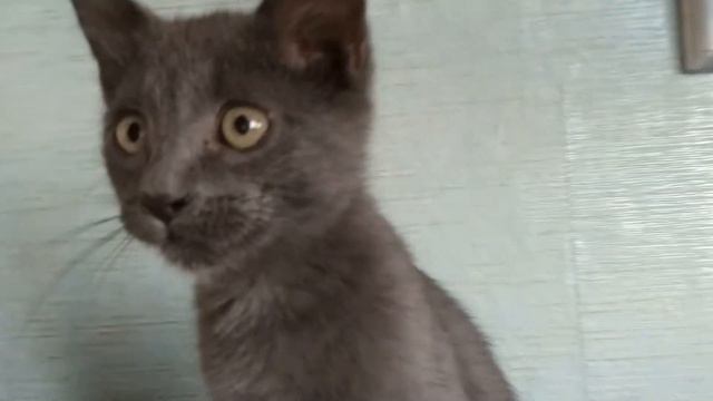 Котенок видит себя в телефоне. Что он делает??? смотреть онлайн