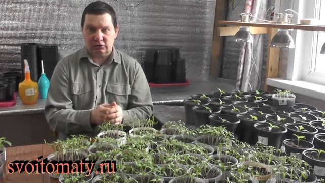 Тонкости выращивания рассады томатов, перцев и баклажан смотреть онлайн
