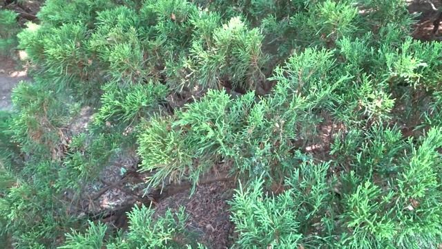 Juniperus sabina var. Tamariscifolia (jalovec chvojka) смотреть онлайн