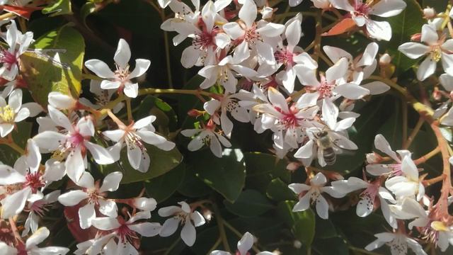The Springtime Dance of the Bees смотреть онлайн