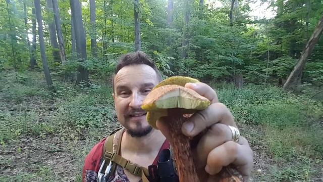 Bolete Russell's mushroom смотреть онлайн