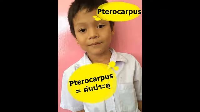 53 - Pterocarpus смотреть онлайн