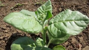 Табак или махорка, что лучше.