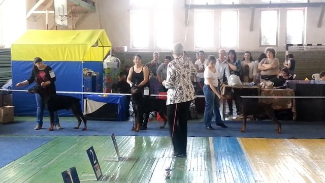 CACIB. 01.06.2014. Владивосток. Сравнение на ЛПП смотреть онлайн