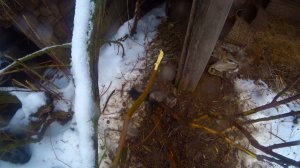 ОХОТА НА КУНИЦУ. КАМЕНКА