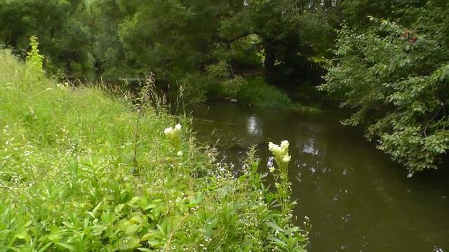 ПОДВОДНАЯ СЪЁМКА поклёвок на поплавок(Подборка моментов)Рыбалка. речка Рожайка. Underwater. Fishing смотреть онлайн