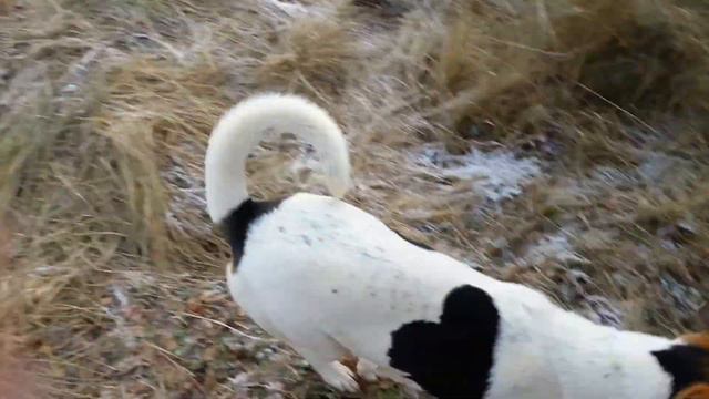 Браун и Макси.Возраст 1 год. смотреть онлайн