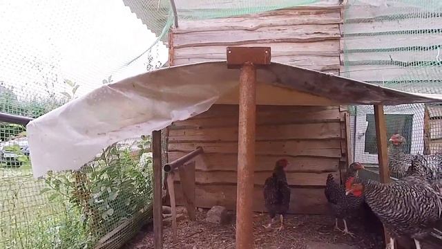 Свободный выгул кур или вольер, что лучше? смотреть онлайн