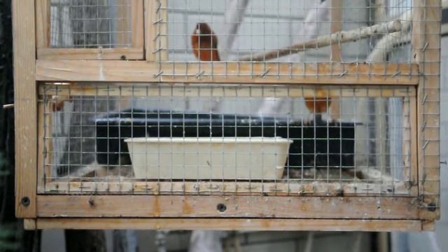 Канарейки краснодерёвые 2015-2 смотреть онлайн