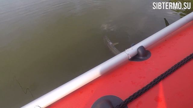 Начали с ЩУК, закончили СУДАКАМИ! Рыбалка на СЕВЕРНОМ ИРТЫШЕ!