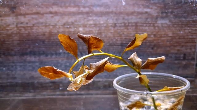 ЛЮДВИГИЯ ОВАЛИС РОЗОВАЯ ( Ludwigia Ovalis Pink )